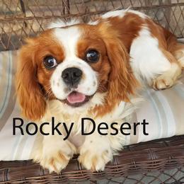 Cavalier King Charles Spaniel, Cavapoo, and Poodle All Grown Up from Rocky Desert Goldens and Cavaliers