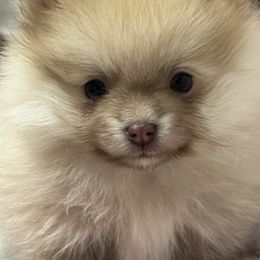 Wilder - Chocolate sable male Pomeranian puppy in Silver Springs, New York from Humehill