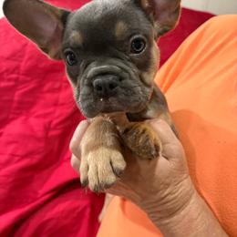 Olive - Blue female French Bulldog puppy in Springfield, Missouri from Taylor