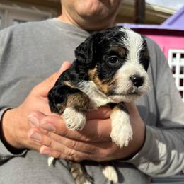 Rocco - Tri-color male Bernedoodle puppy in Eagle Mountain, Utah from Liberty Farms Puppies