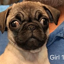 Girl 1 - Fawn female Pug puppy in Gadsden, Alabama from Gadsden Pugs