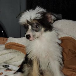 Chinese Crested Puppies from Perfect Pups R Us