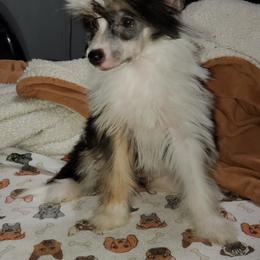 Chinese Crested Puppies from Perfect Pups R Us