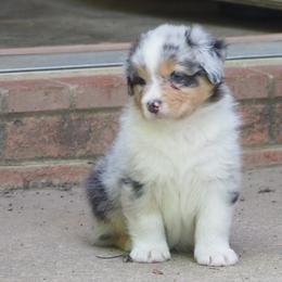 Coors - Blue merle male Australian Shepherd puppy in Cape Girardeau, Missouri from Promise Keeper Kennel