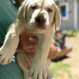 Yellow Female - Yellow female Labrador Retriever puppy in Burnsville, North Carolina from Cove Mountain Labradors