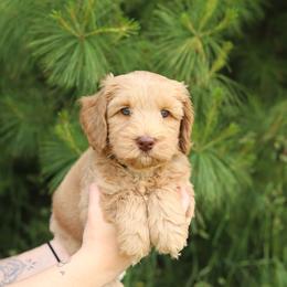 Bolt - Caramel male Australian Labradoodle puppy in Williamstown, New York from Lewis Manor Labradoodles