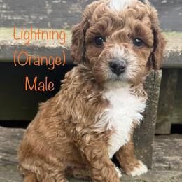 Lightning - Red  male Goldendoodle puppy in De Pere, Wisconsin from Kinzor Kennels