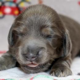 Girl 2 - female Dachshund puppy in Raleigh, North Carolina from McLovin Doxies