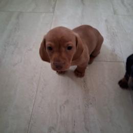 Dachshund puppies from Va mini dachshunds