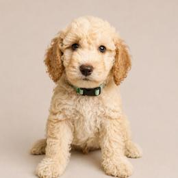 Green - Cream male Goldendoodle puppy in San Diego, California from Serrano Pups
