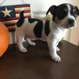 "’PR’ Mud-E Acres Junior / Travelin’ Nash" Teddy Roosevelt Terrier Puppies from Mud-E Acres Kennel