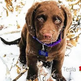 Chesapeake Bay Retriever Puppies from Shore Acres Chesapeakes