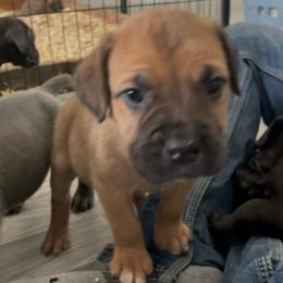 Blossom - Fawn female Cane Corso puppy in San Isidro, Texas from MTZCC Ranch, LLC