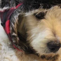 Dopey - Goldendoodle puppy in Kingsport, Tennessee from Blue Ridge Doodles