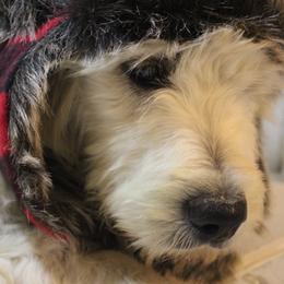 Dopey - Goldendoodle puppy in Kingsport, Tennessee from Blue Ridge Doodles