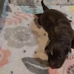 Australian Shepherd Puppies from Nicole Brinton