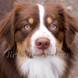 Reign - Australian Shepherd