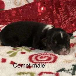 Comet - Black tri-color male Australian Shepherd puppy in Howardsville, Virginia from Spectacular Aussies and Cavaliers