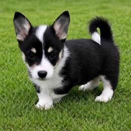 Midge - Black and white female American Corgi puppy in Washington, Arkansas from Foxy Knoll Farm