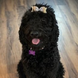 Goldendoodles from Hardscrabble Hills Doodles