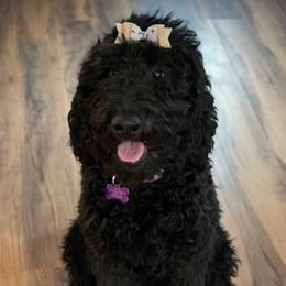 Goldendoodles from Hardscrabble Hills Doodles