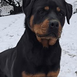Sasha - Rottweiler