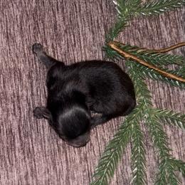 Blk n tan - Black and tan male Pomeranian puppy in Fayetteville, North Carolina from Tar-heel Poms