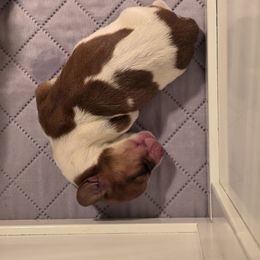 Basset Hound Puppies from Flopper Bopper Basset Hounds