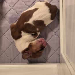 Basset Hound Puppies from Flopper Bopper Basset Hounds
