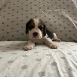 Girl 2 - White black and tan female Beagle puppy in Newman, California from Valley Beagles