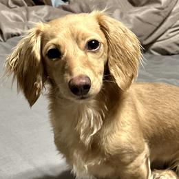 Stella - Dachshund