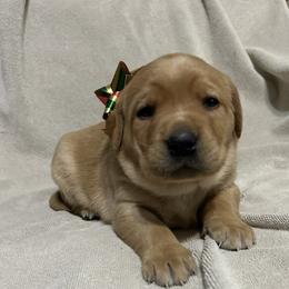 Ginger - Yellow female Labrador Retriever puppy in Alcester, South Dakota from Theresa Rhodes
