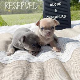 Chihuahua Puppies from Cloud9 Chihuahuas