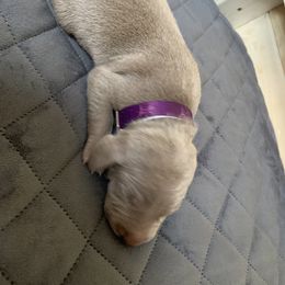 Weimaraner Puppies from Golden Hill’s Weimaraner’s