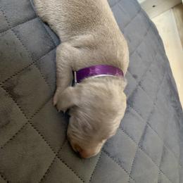 Weimaraner Puppies from Golden Hill’s Weimaraner’s
