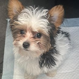 Poodles, Yorkipoos, and Yorkshire Terriers from Sweet as dessert puppies