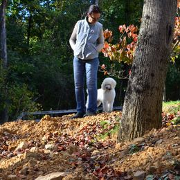 Poodle Puppies from D and D Standard Poodles