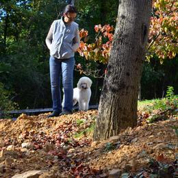 Poodle Puppies from D and D Standard Poodles