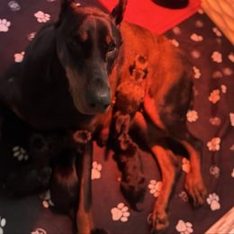 Male - Black and rust Doberman Pinscher puppy in Aredale, Iowa from Royal Dynasty Dobermann Kennel