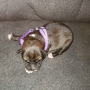 Sporty Mix Puppies from Eternal Symmetry