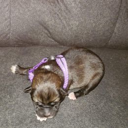 Sporty Mix Puppies from Eternal Symmetry