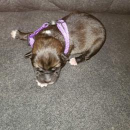 Sporty Mix Puppies from Eternal Symmetry