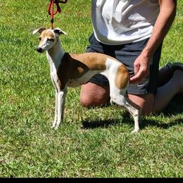 Peaches - Italian Greyhound