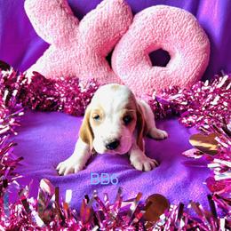 BB6 - Red and white male Basset Hound puppy in Britton, South Dakota from K&S Canines