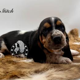 Stitch - Black white and brown male Basset Hound puppy in Dingess, West Virginia from Tuckers' Howling Hounds