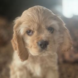 Cocker Spaniels from Thomas’ Cocker Spaniel Co.