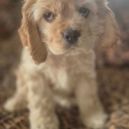 Cocker Spaniels from Thomas’ Cocker Spaniel Co.