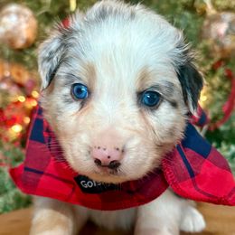 Rusty - Blue merle male Australian Shepherd puppy in Preston, Idaho from KC Bar Ranch Aussies
