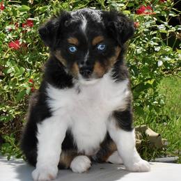 OLIVINE aka Livi - Black tri female Miniature American Shepherd puppy in Bixby, Oklahoma from Roeboat Aussies