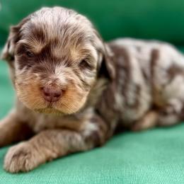 Black collar boy - Chocolate merle male Bernedoodle puppy in Colorado Springs, Colorado from Mercy Mountain Bernedoodles